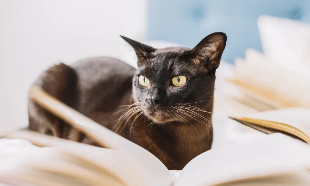 Esquema general del método Save the Cat para estructurar una novela