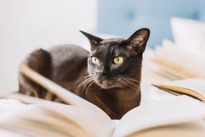Método Save the Cat: cómo estructurar tu novela para enganchar desde el inicio