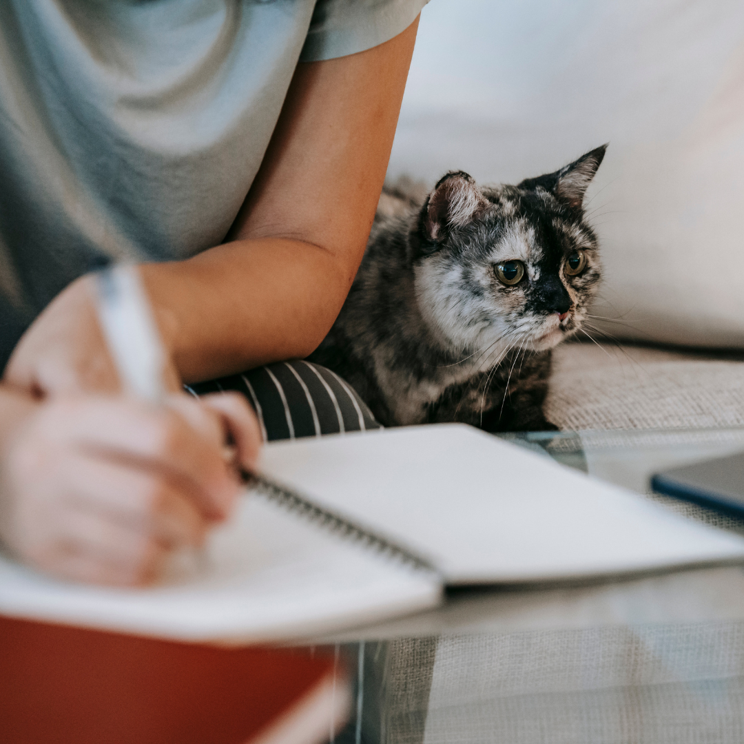 Mujer escribiendo como organizar una novela y gato
